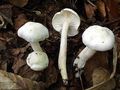 Hygrophorus cossus